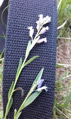 Polygala vulgaris