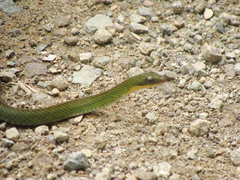 Dendrophidion bivittatus