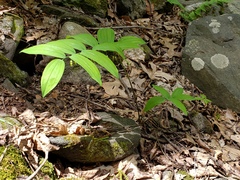 Polygonatum pubescens