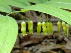 Polygonatum pubescens