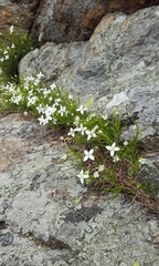 Moehringia muscosa