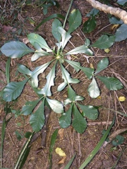 Cussonia zuluensis