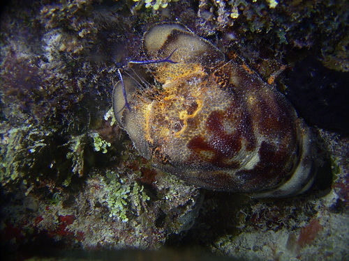 Scyllarides aequinoctialis
