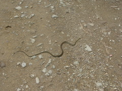 Dendrophidion bivittatus