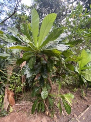 New Zealand laurel (Meryta latifolia)