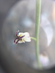 Caulanthus amplexicaulis barbarae