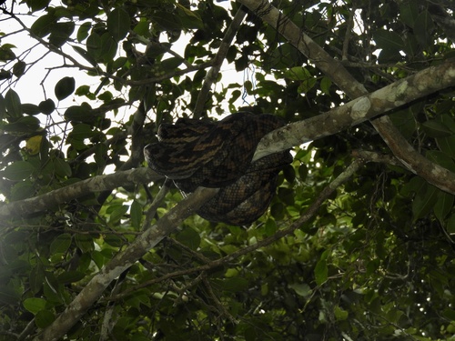 Australian Scrub Python sighting