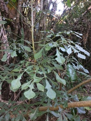 Cussonia zuluensis