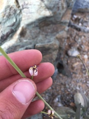 Caulanthus amplexicaulis barbarae