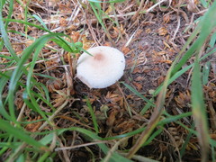 Lepiota lilacea