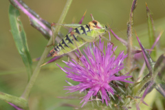 Poecilimon amissus