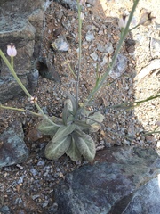 Caulanthus amplexicaulis barbarae