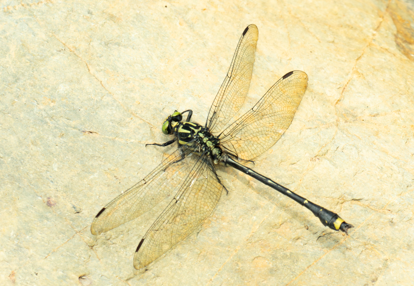 Asiagomphus pacificus