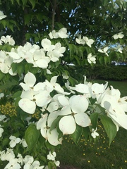 Cornus nuttallii
