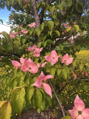 Cornus nuttallii