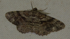 Peribatodes secundaria