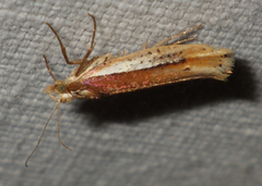 Ypsolopha parenthesella