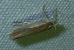 Ypsolopha parenthesella