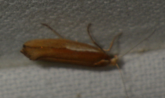 Ypsolopha parenthesella