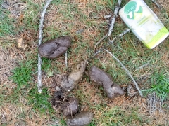 Canis lupus italicus