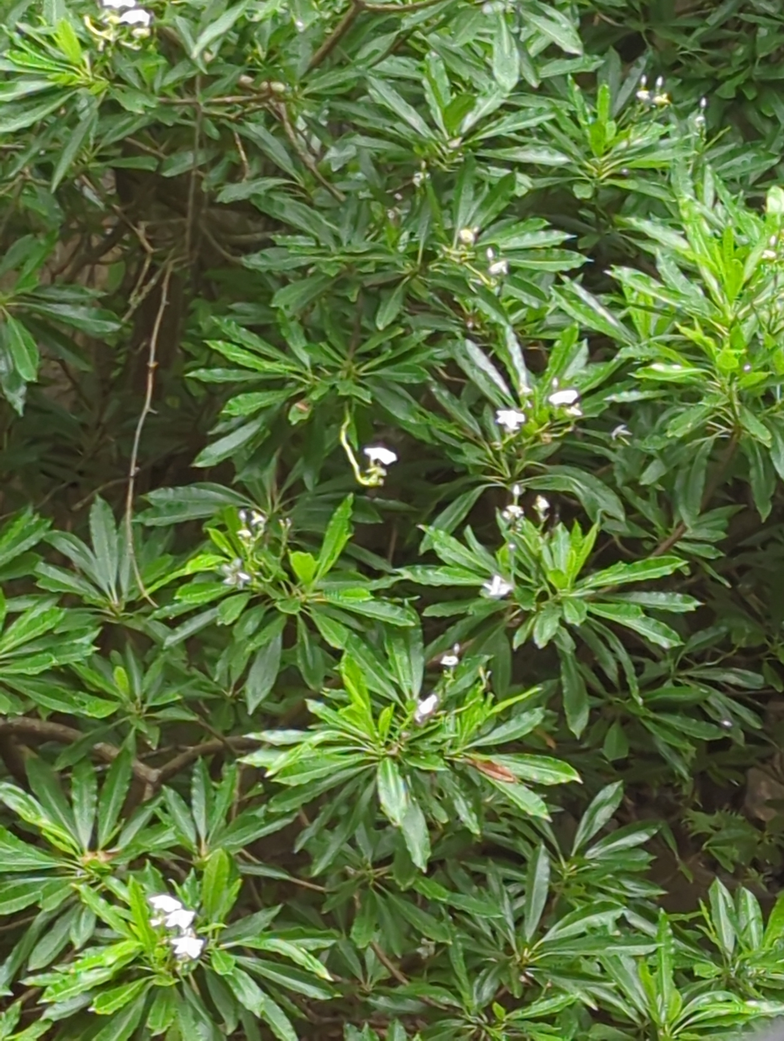 Cerbera manghas — ảnh 2