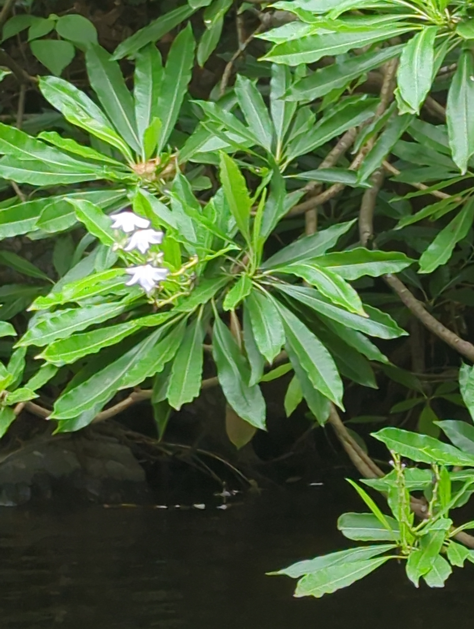 Cerbera manghas — ảnh 3