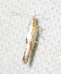 Argyresthia bonnetella