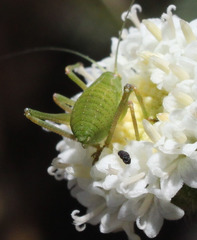 Platylyra californica