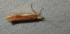 Ypsolopha parenthesella