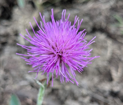 Image of Meadow Thistle (Cirsium dissectum) by no rights reserved