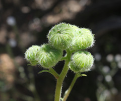 Chaenactis artemisiifolia