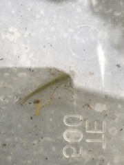 Coenagrion puella