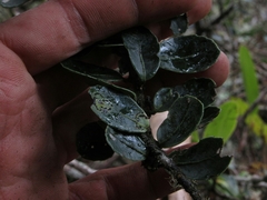 Ilex kunthiana