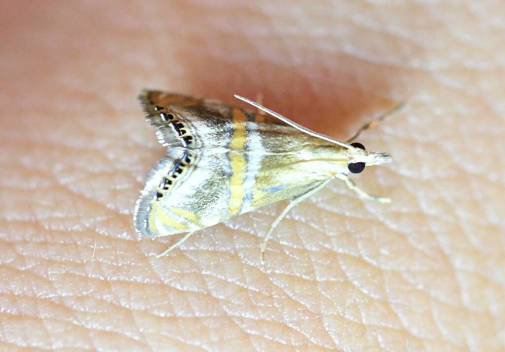 Euchromius anapiellus