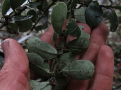 Ilex kunthiana