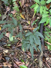 Pteris grevilleana