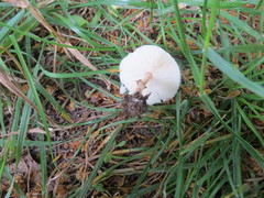 Lepiota lilacea