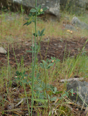 Acmispon parviflorus