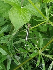 Platycnemis
