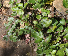 Tauschia hartwegii