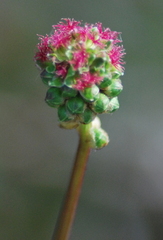 Sanguisorba minor