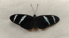 Lepidoptera