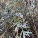 Olearia canescens canescens - Photo (c) c_louise, some rights reserved (CC BY-NC)