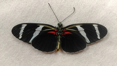Lepidoptera