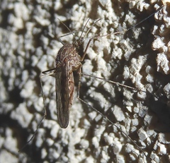 Culiseta inornata