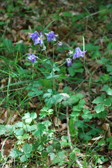 Aquilegia vulgaris