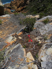 Cyrtanthus fergusoniae