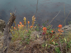 Castilleja miniata dixonii