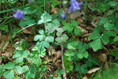 Aquilegia vulgaris