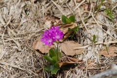 Primula clusiana